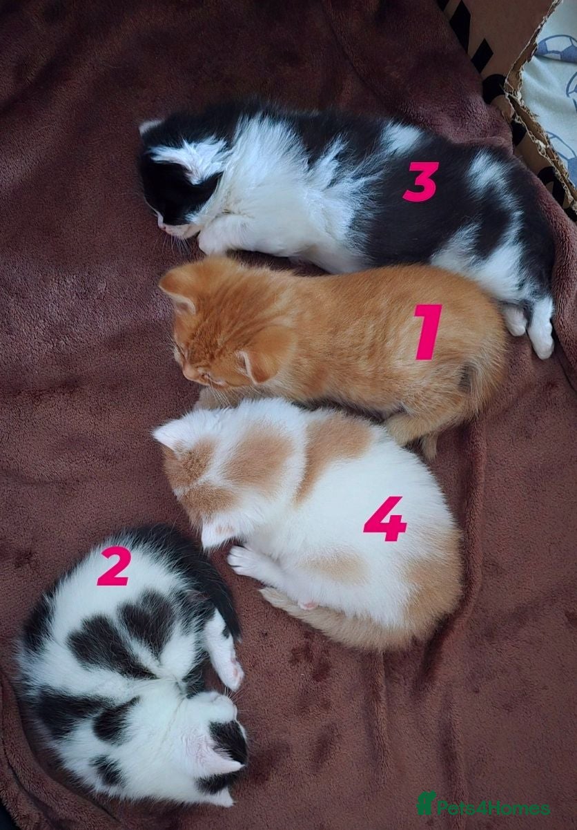 Mixed Breed cats Semi and long haired from Ragdoll mix Ginger White - Advert 2