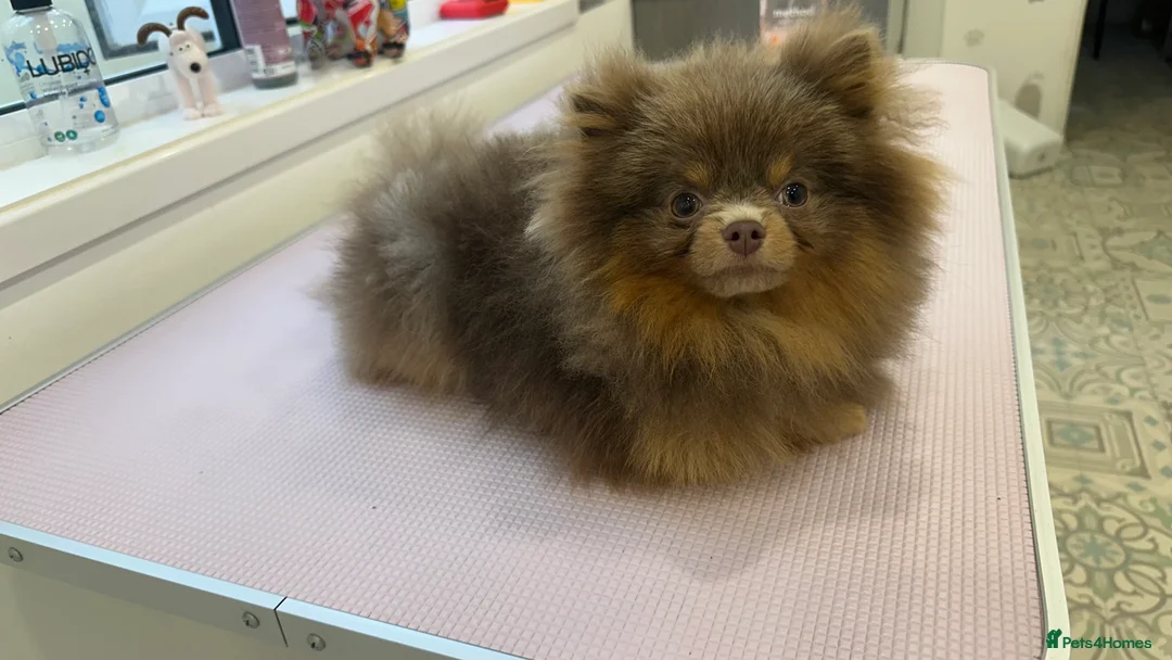 Pomeranian dogs for sale: Gorgeous small Pomeranian puppies 🧸  - Advert 12