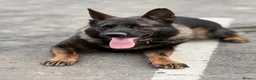 German Shepherd dogs for stud: German Shepherd Stud | Kaiser | 5 Years Old in Mitcham - Advert 6