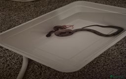 Corn Snake reptiles for sale: Young male anery motley cornsnake  - Image 4