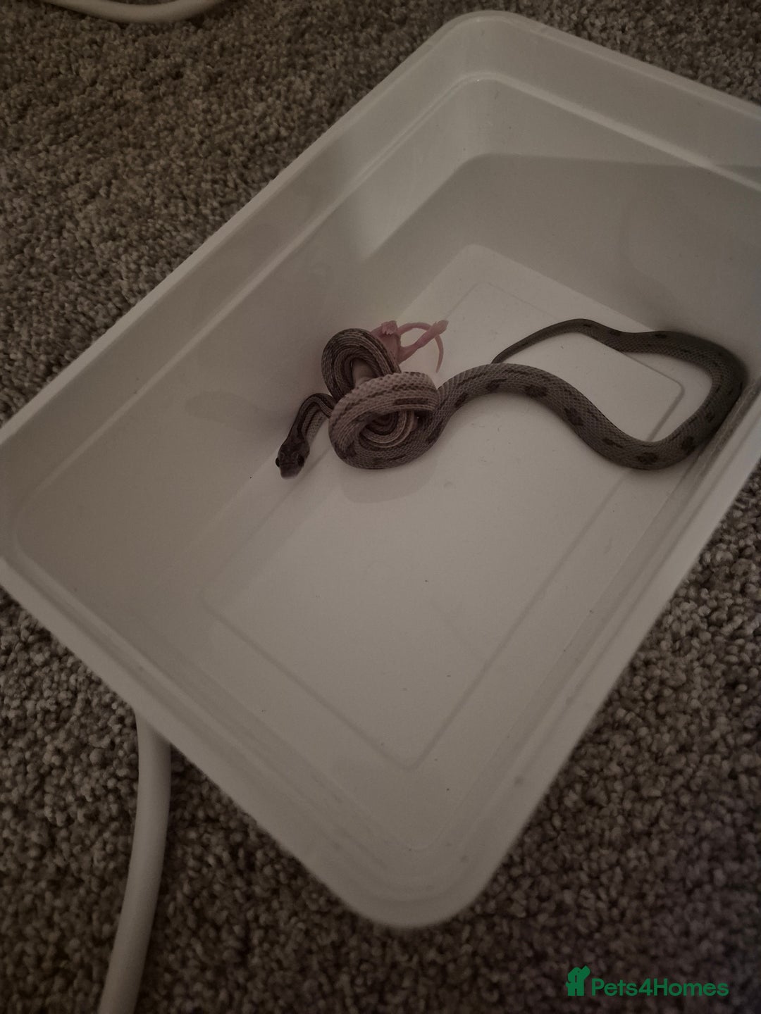 Corn Snake reptiles for sale: Young male anery motley cornsnake  - Image 4