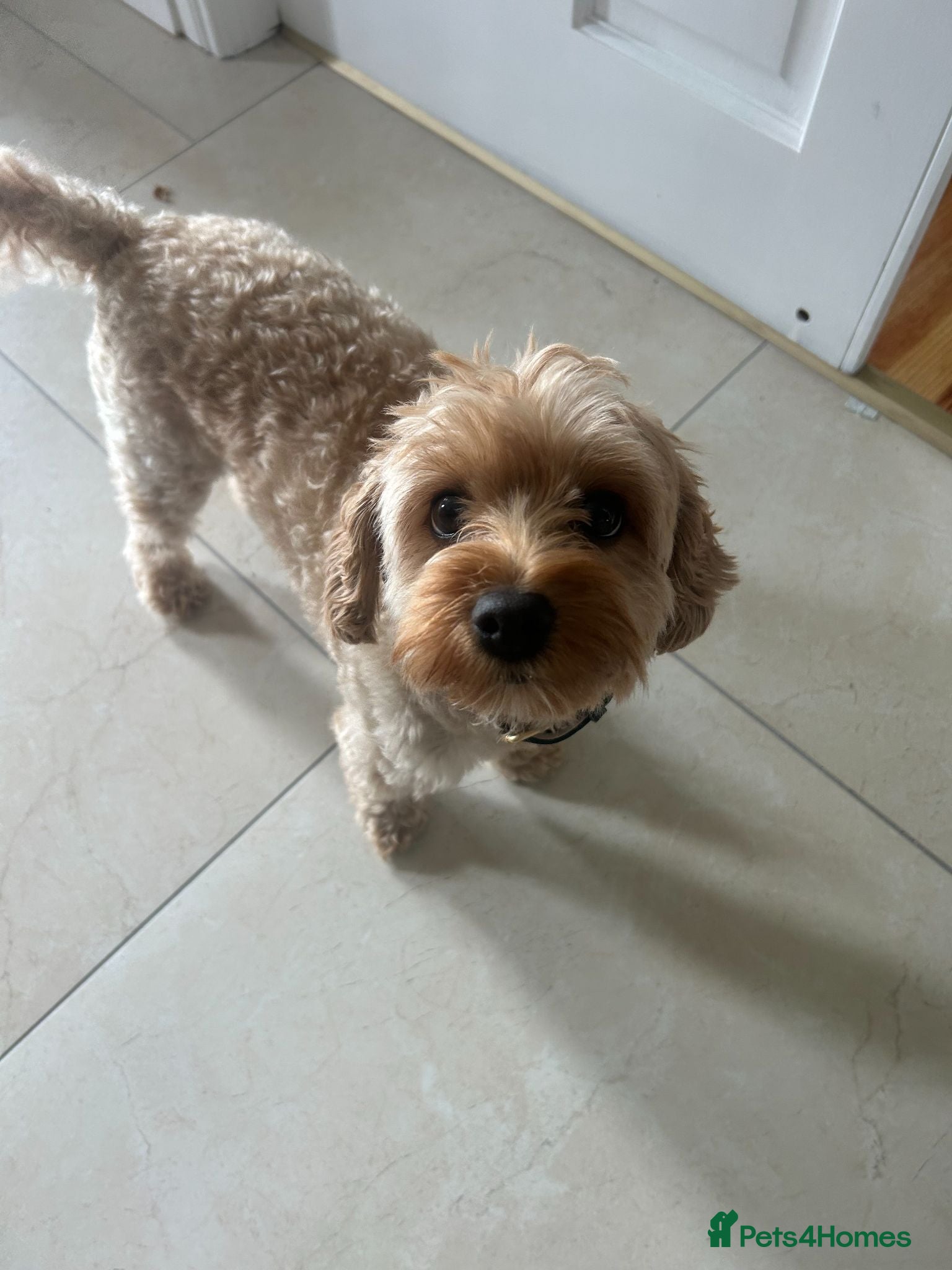 Mixed Breed dogs Yorkiepoo cross Jack Russell Girl - Advert 2
