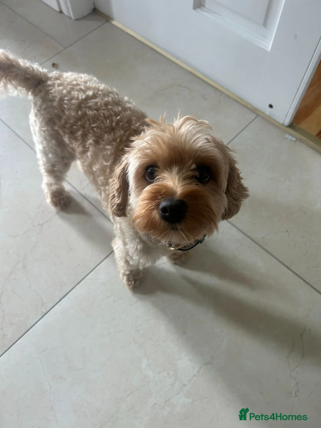 Mixed Breed dogs for sale: Yorkiepoo cross Jack Russell Girl in Armagh - Advert 1