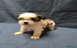 Shih Tzu dogs for sale: Passionates shih tzu - Image 8