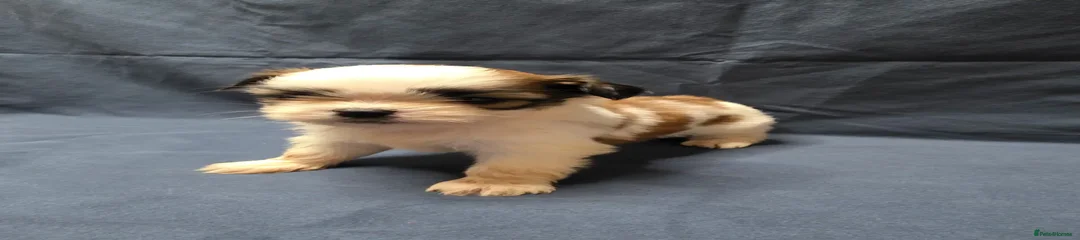 Shih Tzu Puppy 6