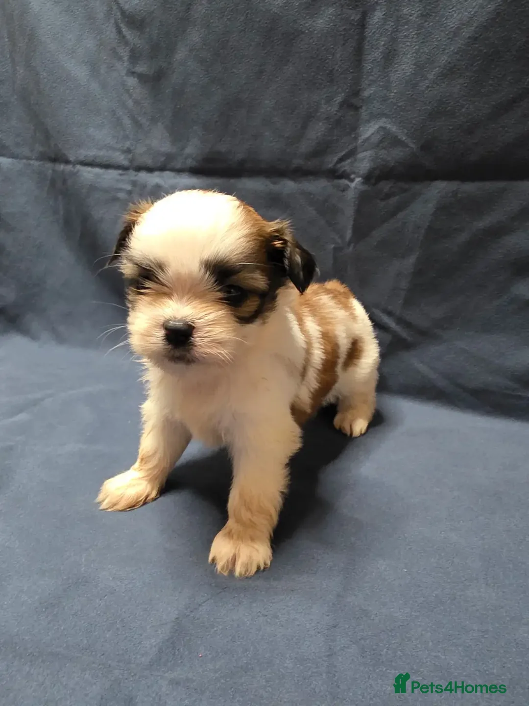 Shih Tzu dogs for sale: Passionates shih tzu - Image 8