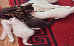 Mixed Breed cats for sale: kittens - Image 22