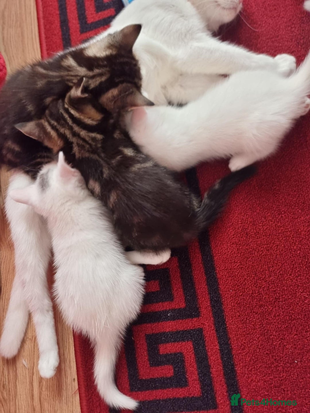 Mixed Breed cats for sale: kittens - Image 22