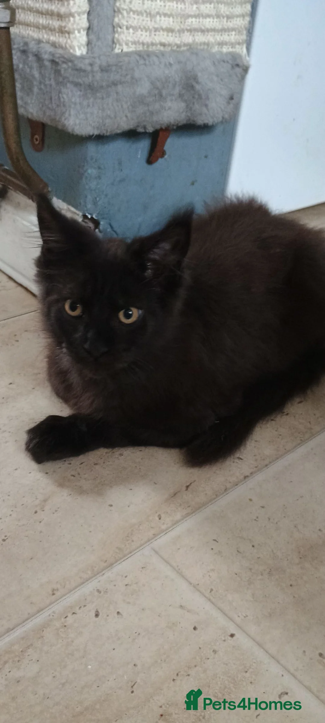 Maine Coon cats for sale: Maine coon kittens - Advert 24