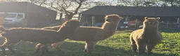 Alpaca livestock for sale: Two females, One male  - Advert 3