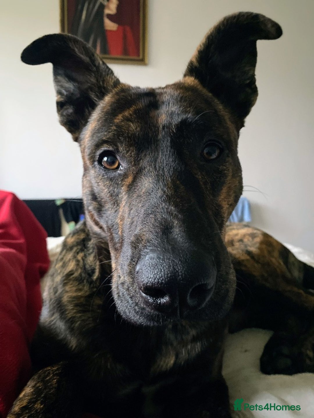 Mixed Breed dogs for adoption: 💔 Handsome Oscar is looking for his forever home  - Advert 4