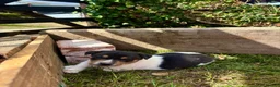 Mixed Breed dogs for sale: 3 Playful Border Collie x Jack Russell Pups  - Advert 7