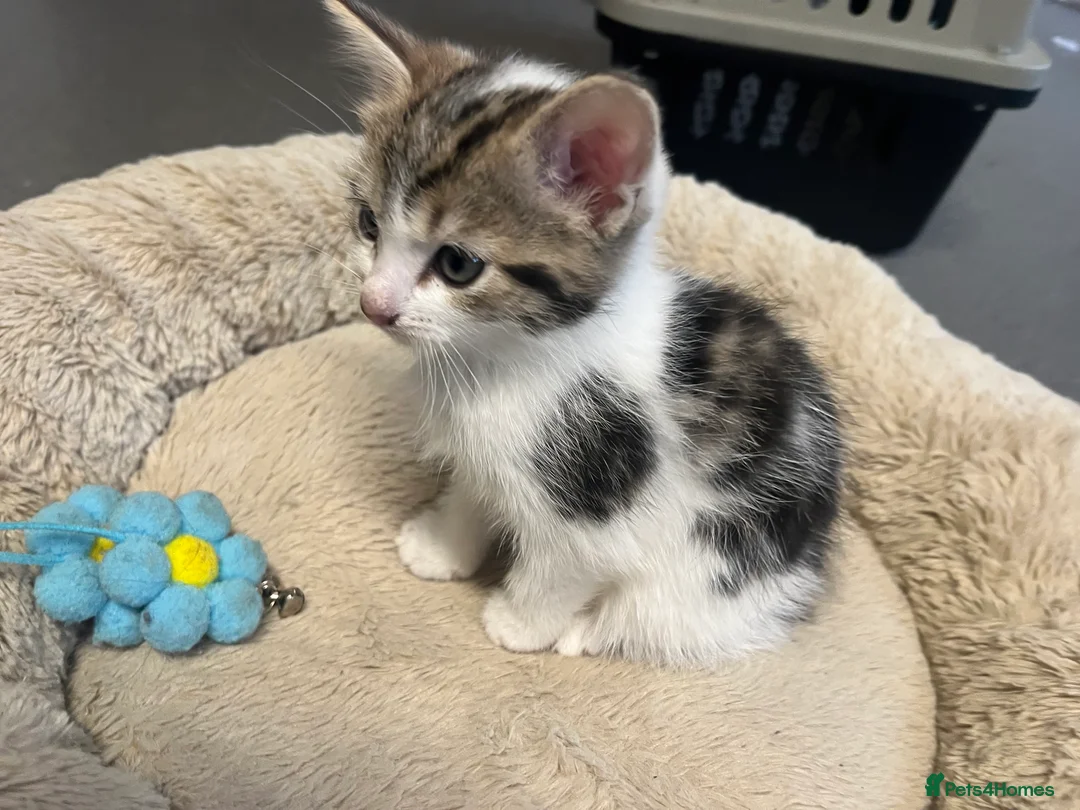 Mixed Breed cats for sale: Stunning 8 week old Mixed Breed Female kittens - Advert 12