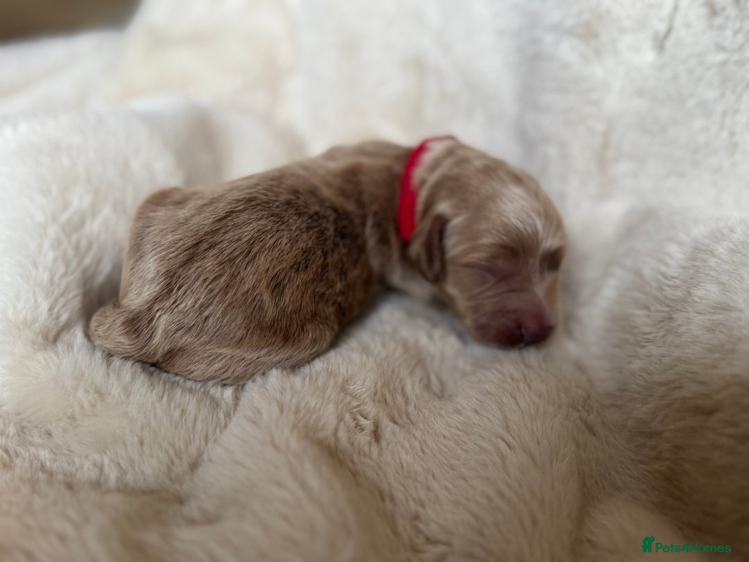 Mini Goldendoodle dogs for sale: Miniature Golden Doodles - Image 13