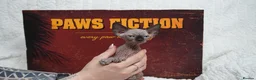 Sphynx cats for sale: Blanket Loving Canadian Sphynx in Manchester - Advert 19