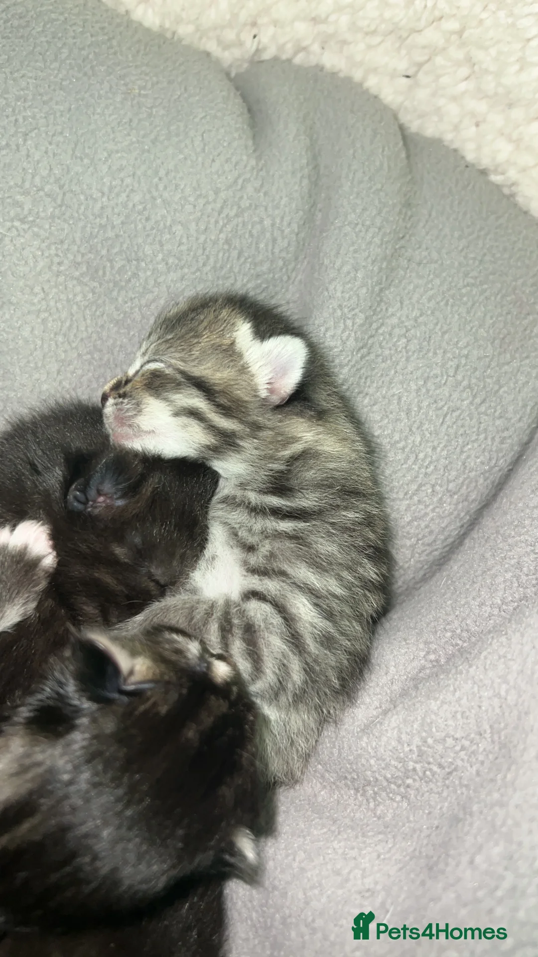 Mixed Breed cats for sale: 5 kittens for sale  - Advert 4