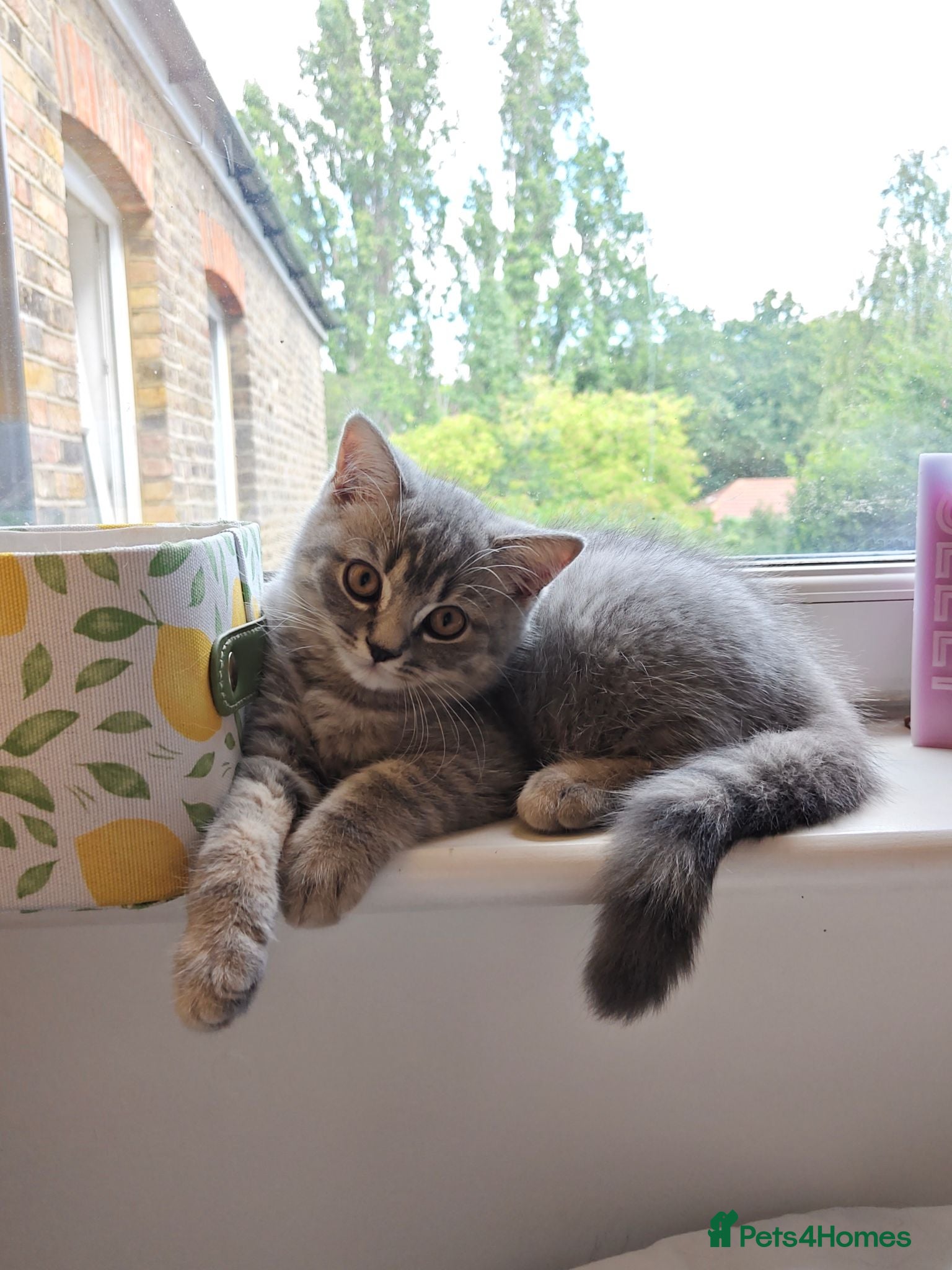 Scottish Fold cats Last Pedigree Scottish Straight Boy left  - Advert 5