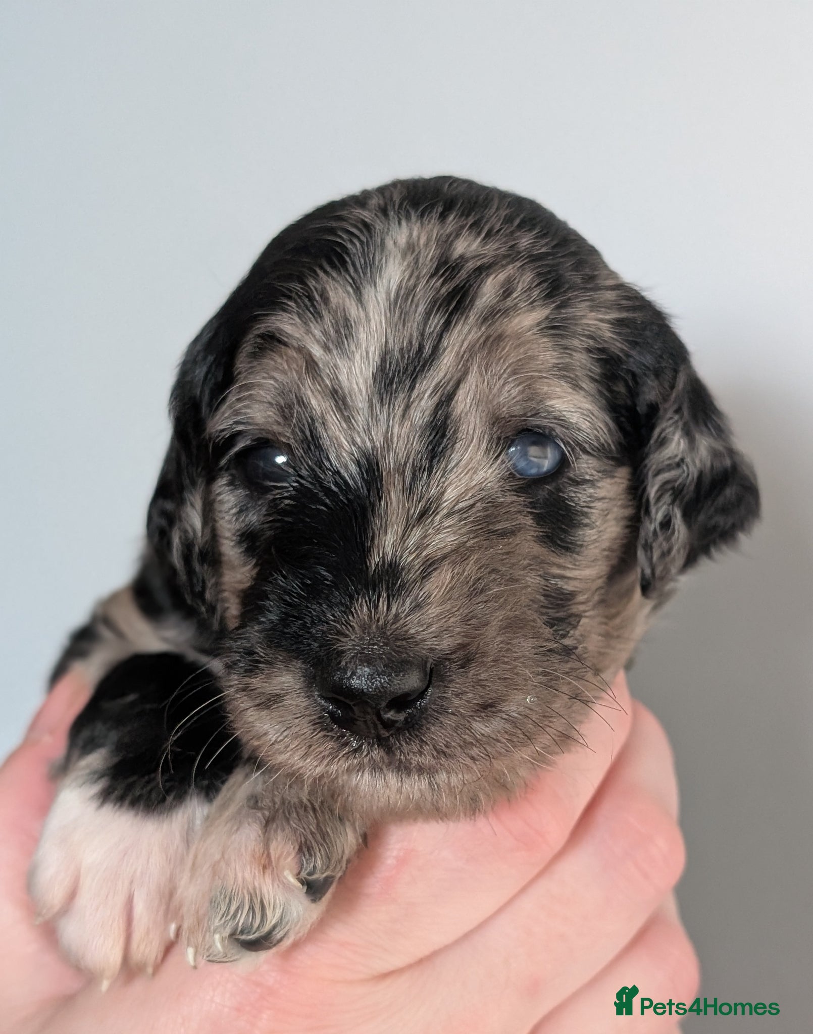 Labradoodle dogs for sale: Unique Labradoodles - Merle, Phantom, Black, Red - Advert 1