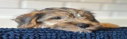 Mixed Breed dogs for sale: Norfolk x Sealyham puppies  - Advert 12