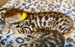 Bengal cats for sale: ⭐️ 1 LEFT!! - STUNNING TICA REG BENGAL CUBS ⭐️ - Image 13