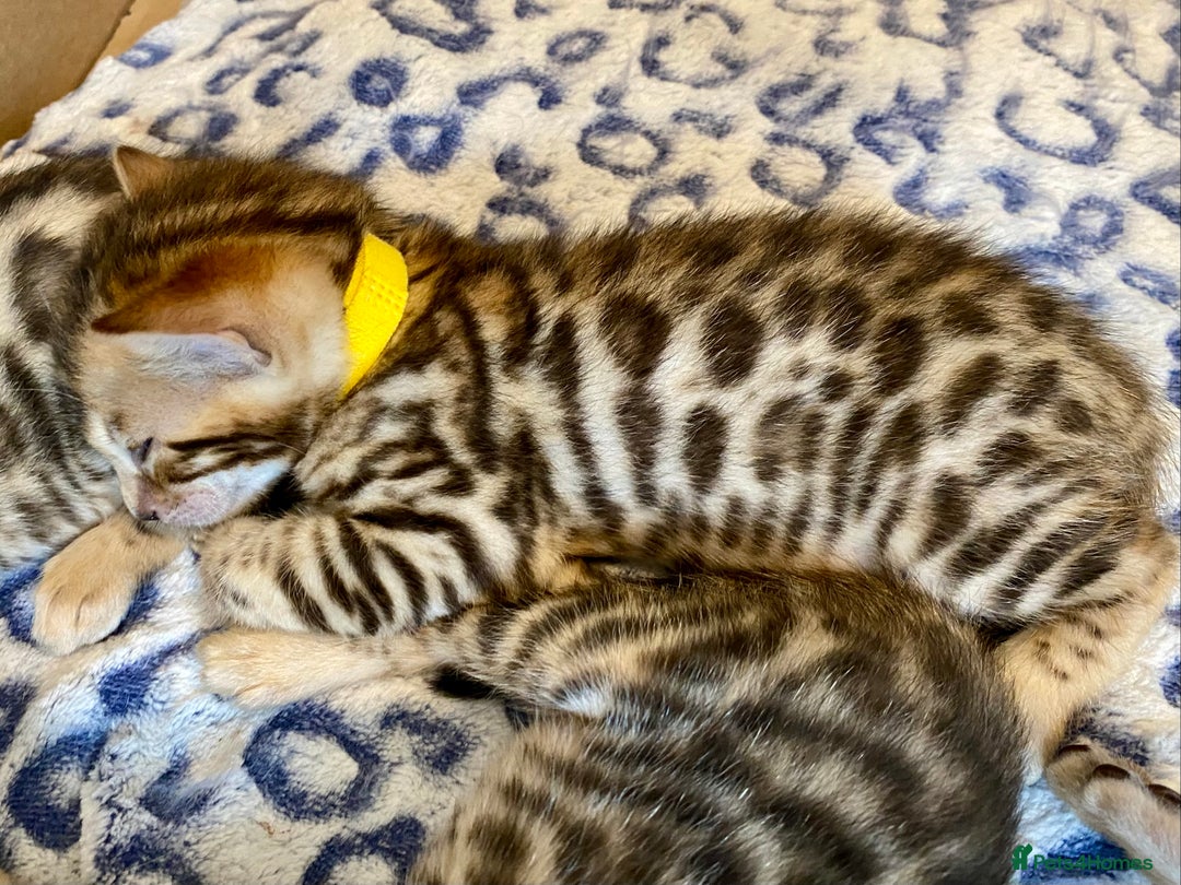 Bengal cats for sale: ⭐️ 1 LEFT!! - STUNNING TICA REG BENGAL CUBS ⭐️ - Image 13