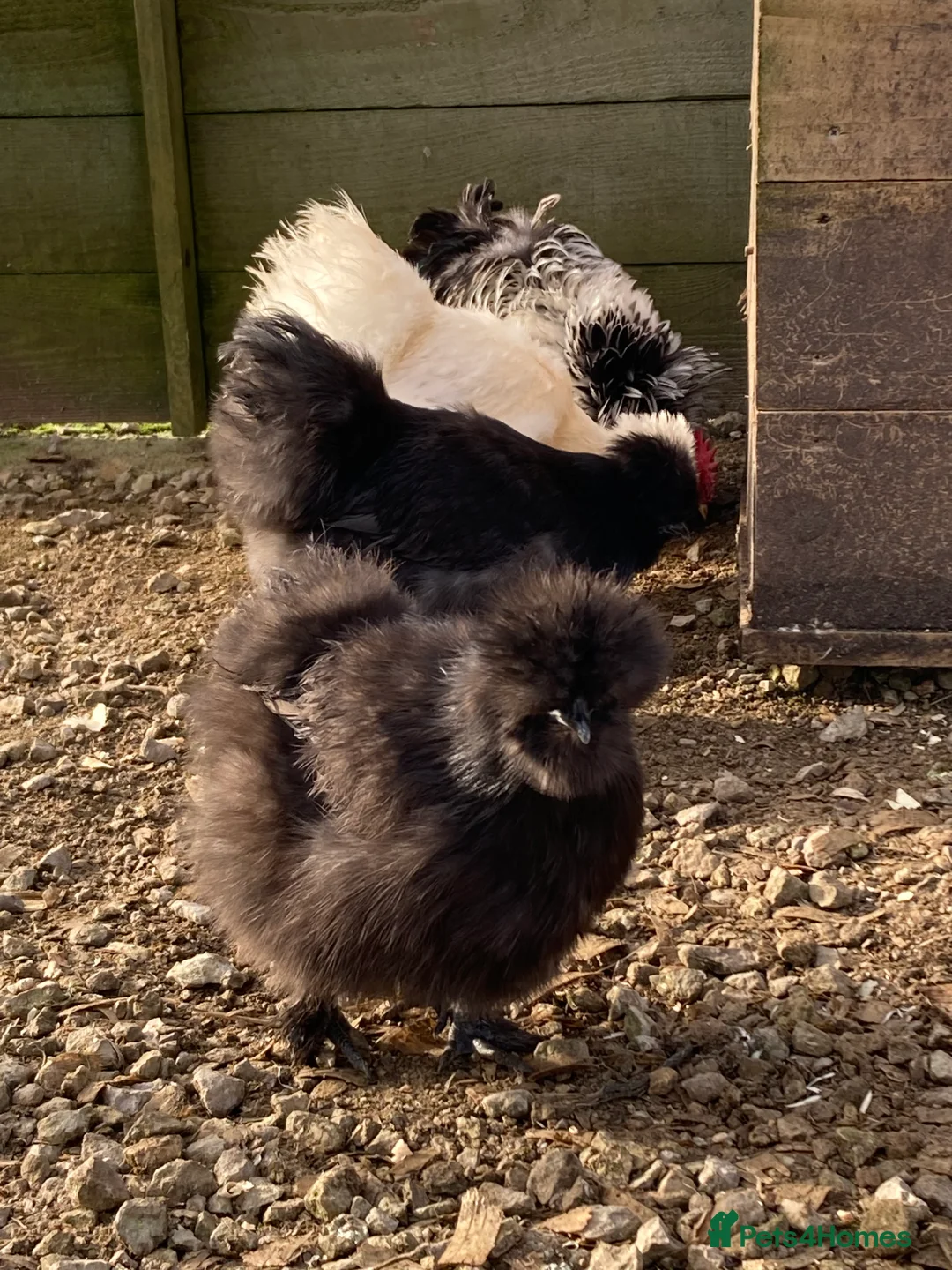 Chickens poultry for sale: Silkies mixed colours - Advert 4