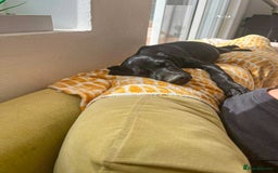 Mixed Breed dogs for adoption: Sweet Little Sprout - Image 6