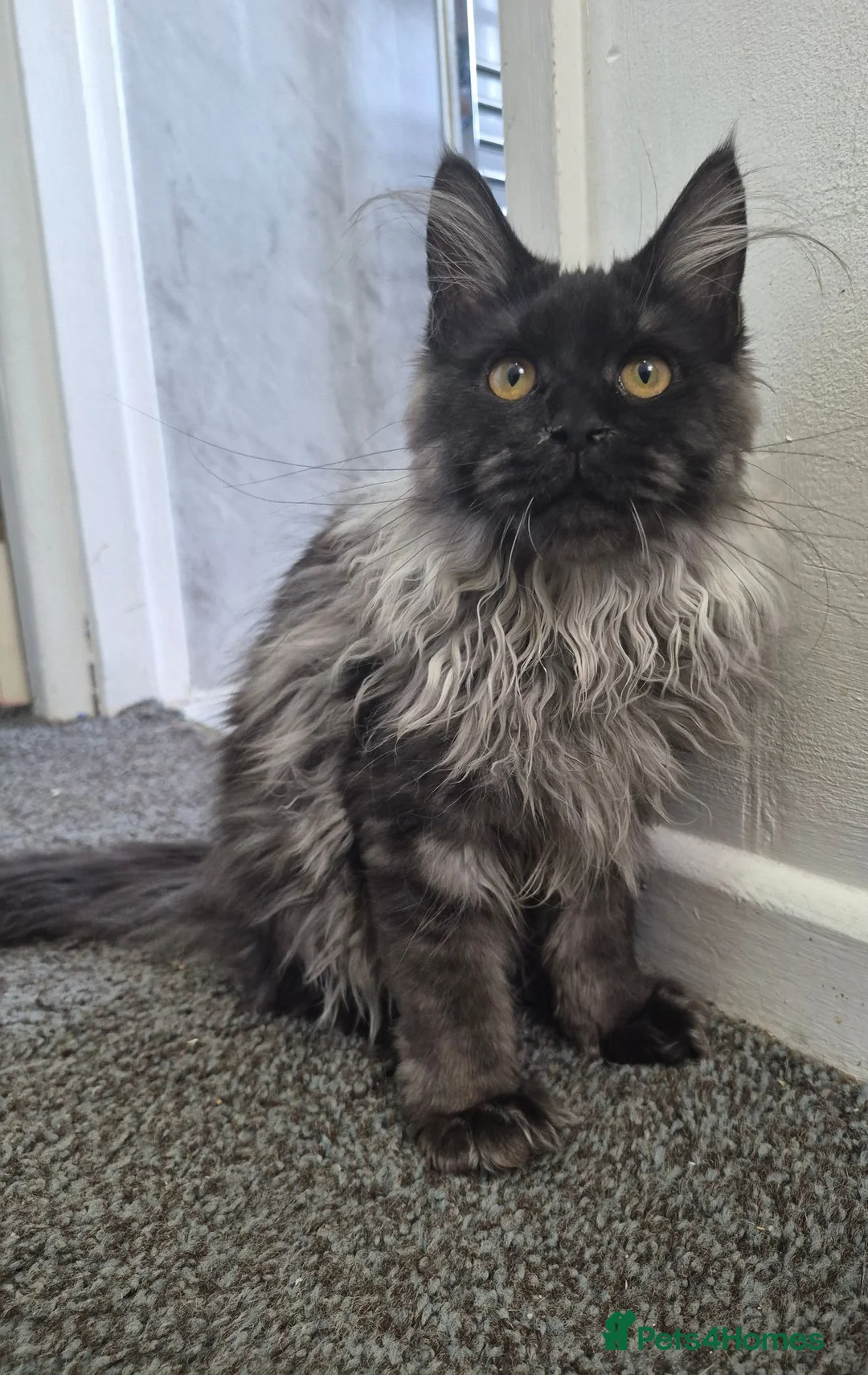 Maine Coon cats for sale: Maine coon kitten  - Advert 1