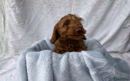 Cockapoo dogs for sale: F1 fox red cockapoos mixed littler new ad   - Image 13