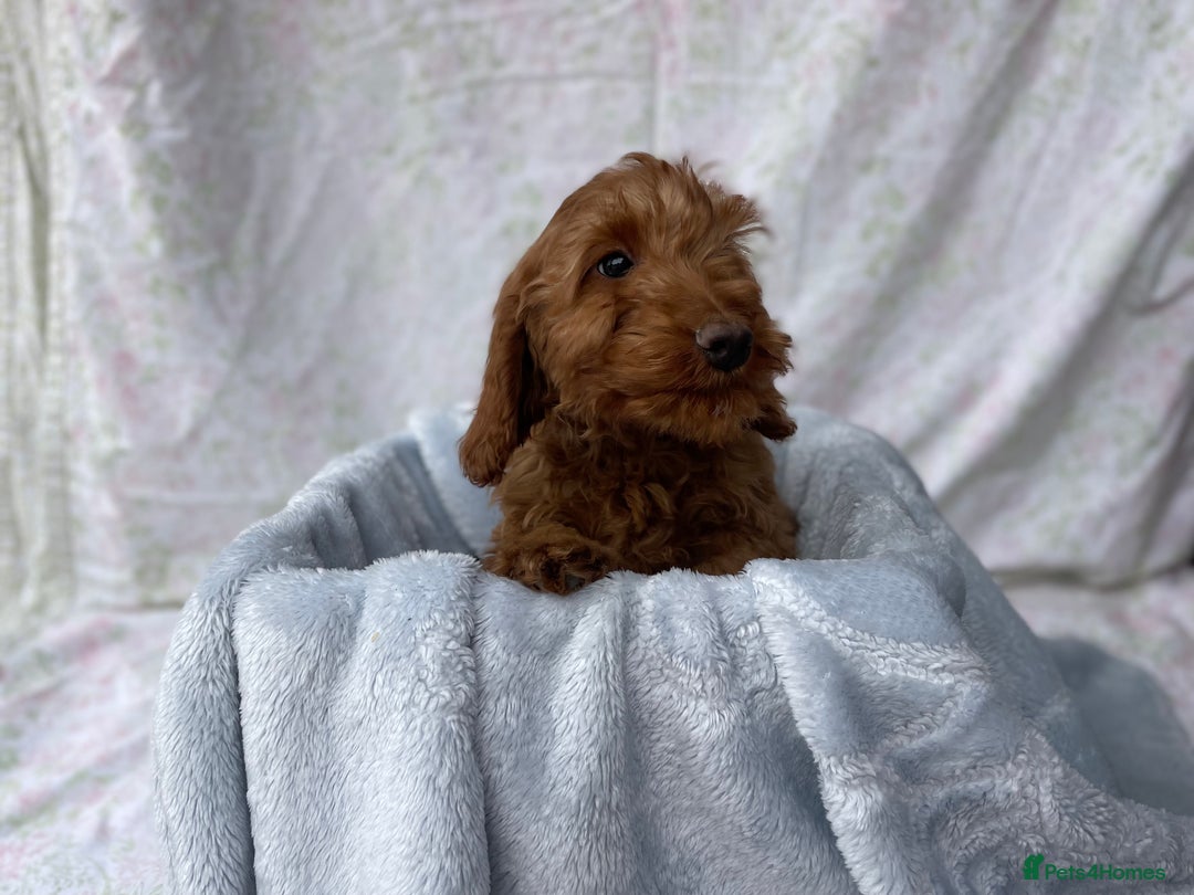 Cockapoo dogs for sale: F1 fox red cockapoos mixed littler new ad   - Image 13