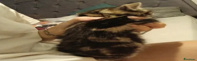 Mixed Breed 4