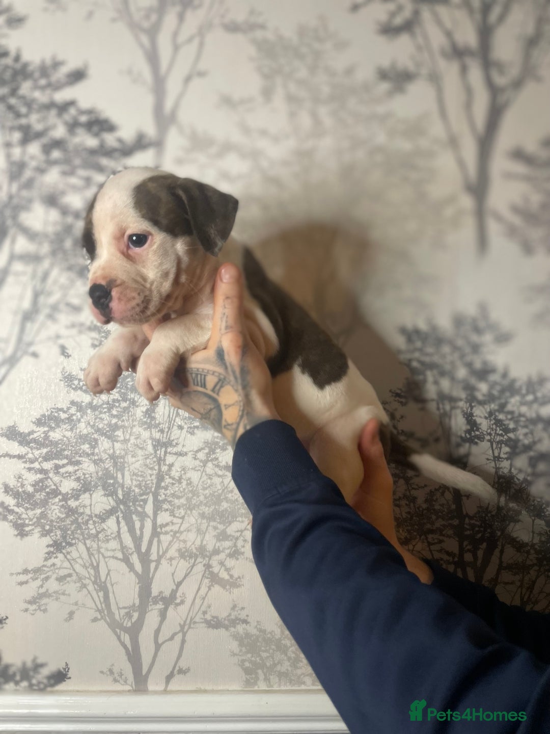 Mixed Breed dogs for sale: Bulldogs for sale  - Image 15