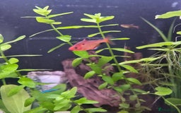 Tetras fish for sale: 6x Serpae Tetra - Image 2
