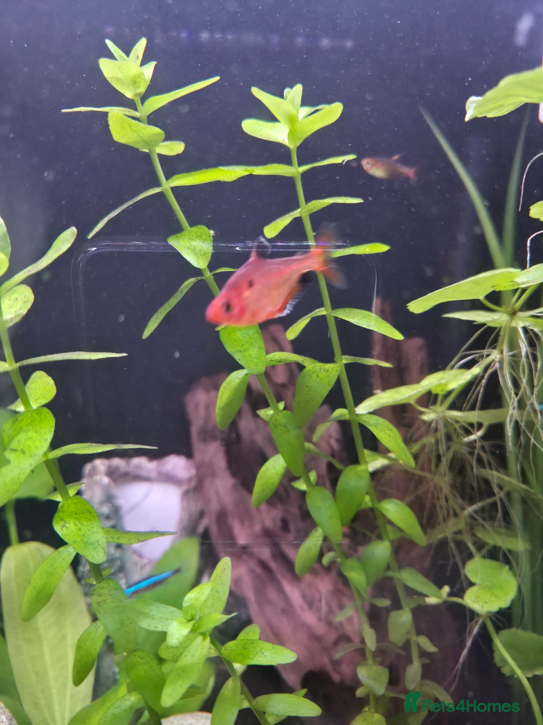 Tetras fish for sale: 6x Serpae Tetra - Image 2