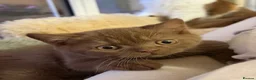 British Shorthair cats for sale: The handsome boy with an outstanding pedigree. - Advert 3
