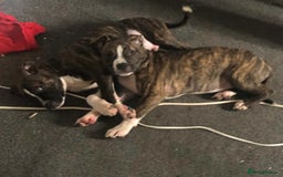 American Bulldog dogs for sale: Male puppy  - Image 1