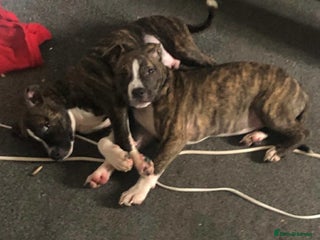 American Bulldog dogs - Advert 1