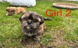 Shih Tzu dogs for sale: Adorable Shih tzu puppies for sale - Image 6