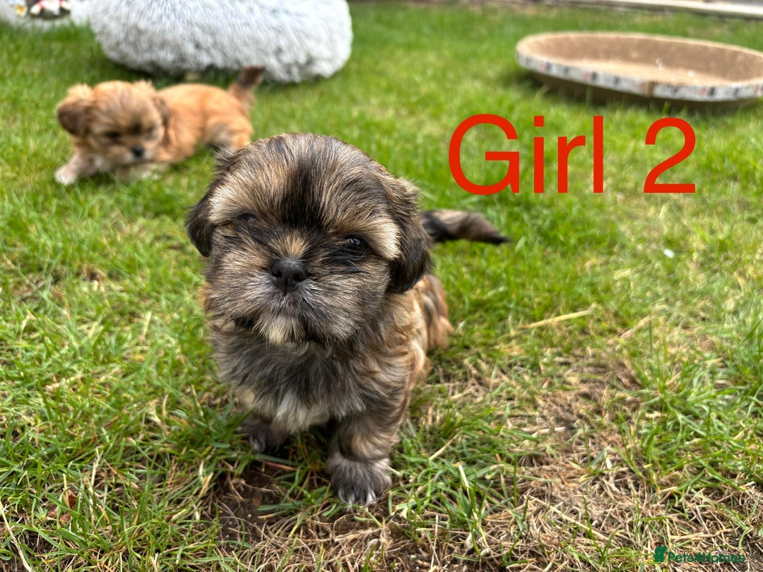 Shih Tzu dogs for sale: Adorable Shih tzu puppies for sale - Image 6