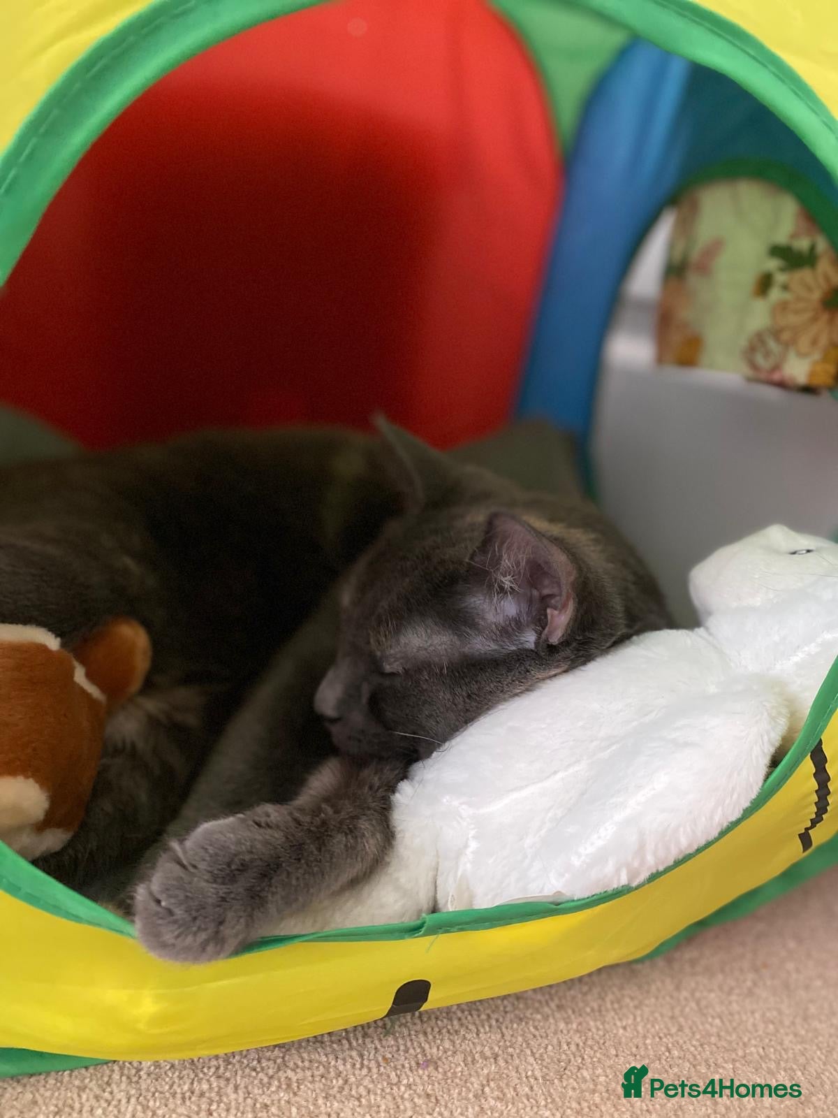 Mixed Breed cats 1 Year Old Friendly Mixed Breed Cat for Rehoming - Advert 1