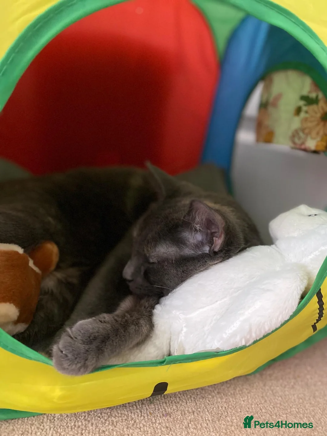 Mixed Breed cats for sale: 1 Year Old Friendly Mixed Breed Cat for Rehoming - Advert 1