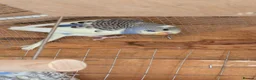 Budgerigars birds for sale: Budgies - Advert 5