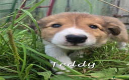Border Collie dogs for sale:   Welsh Collie boy ready NOW - Image 8