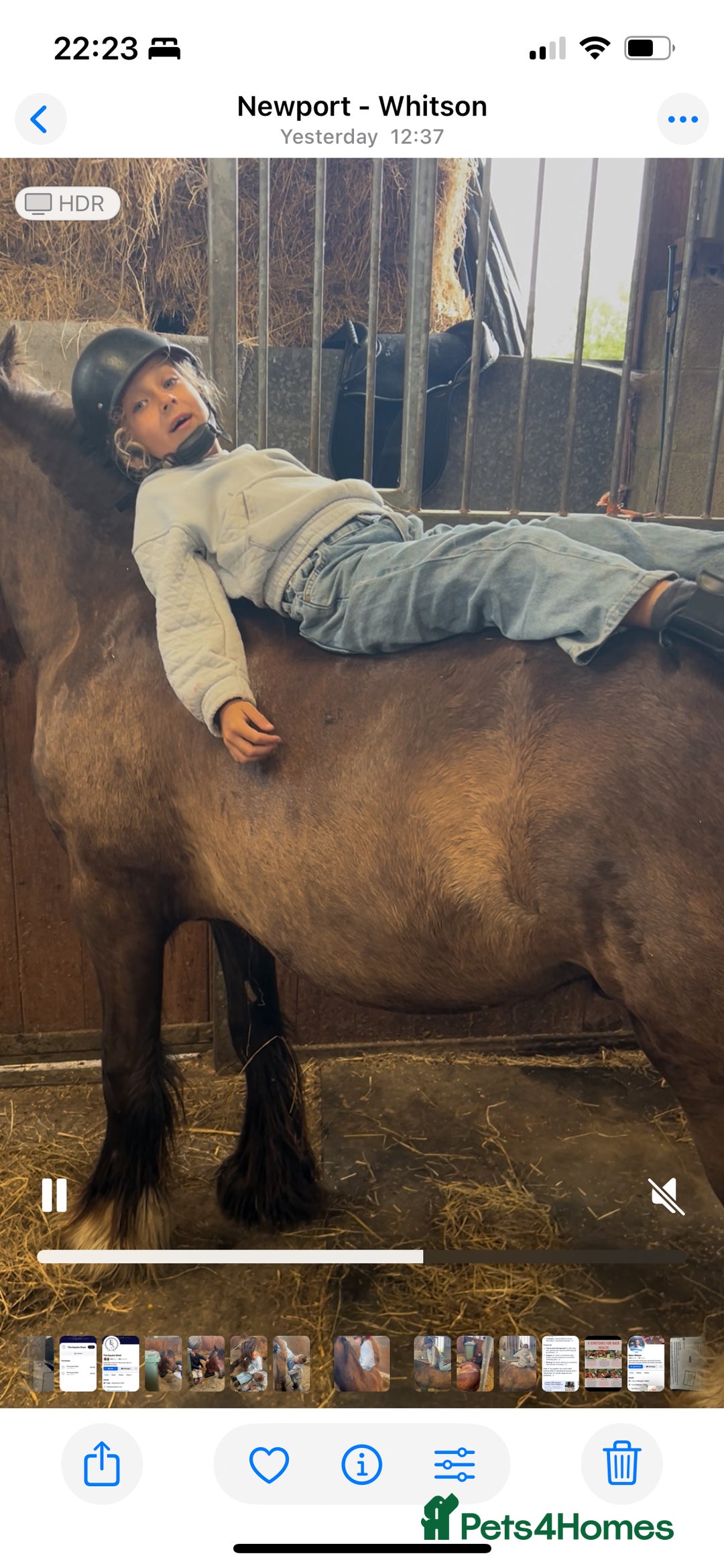 Irish Cob horses for sale: Very soft boy  - Image 12