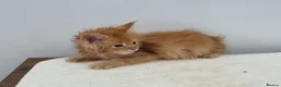 Maine Coon cats for sale: GCCF REGISTERED Pedigree Maine Coon Kittens  - Advert 31