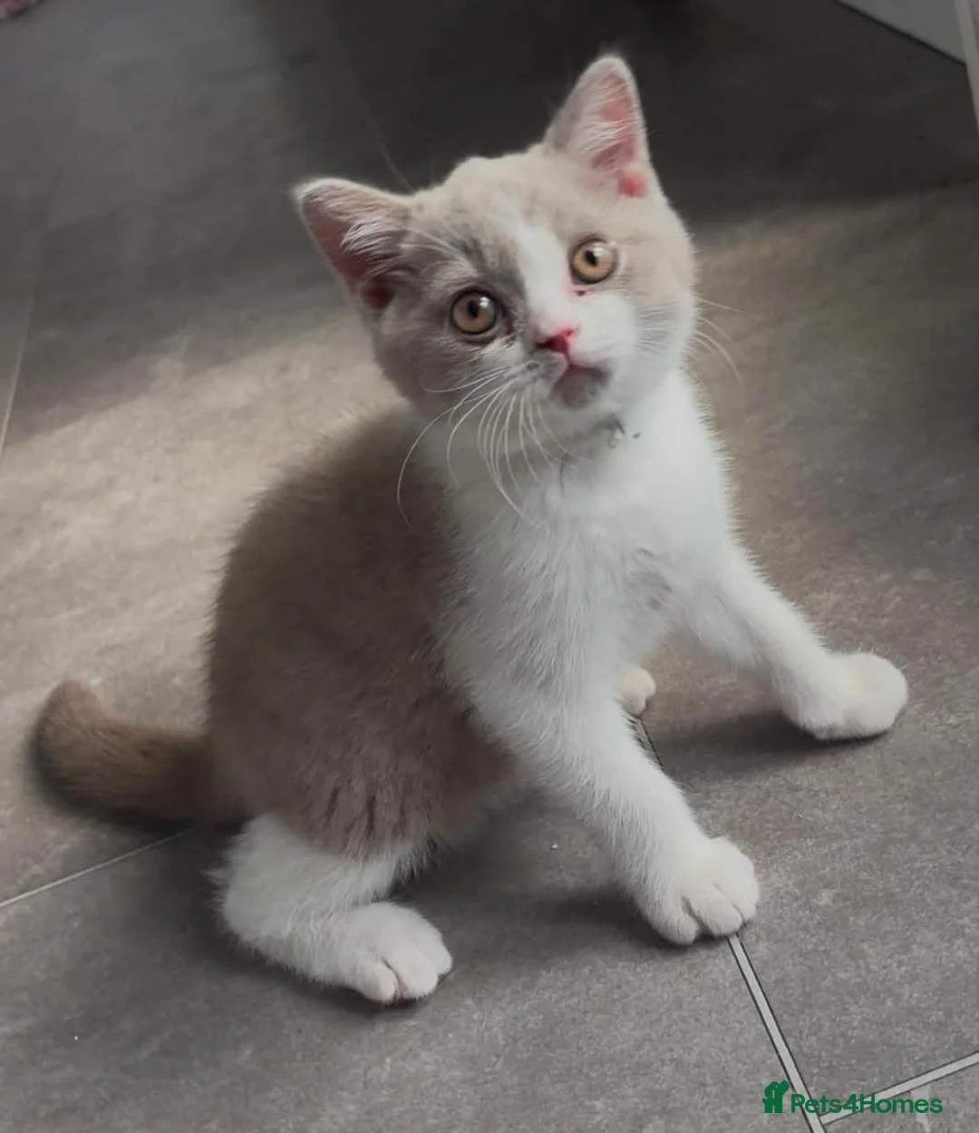 British Shorthair cats for sale: Olny  1 boy left Britishorthairs kitten ready  now - Advert 1