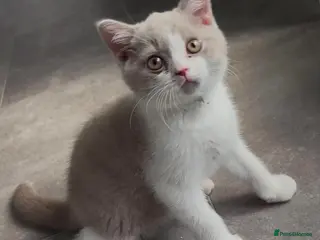 British Shorthair cats Olny 1 boy left Britishorthairs kitten ready now - Advert 6