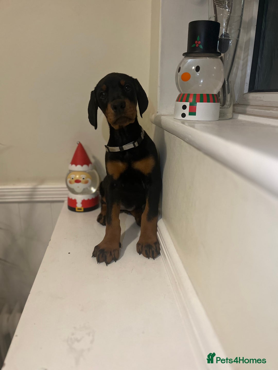 Dobermann dogs for sale: 🏆Supreme Dobermanns - Where Excellence Begins 🏆 - Advert 21