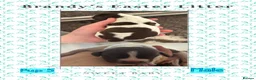 German Shorthaired Pointer dogs for sale: Stunning example of KC German Shorthaired Pointers in Tredegar - Advert 36