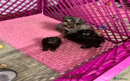 Miniature Schnauzer dogs for sale: 5* Licensed KC Toy Chocolate Schnauzers - Image 4